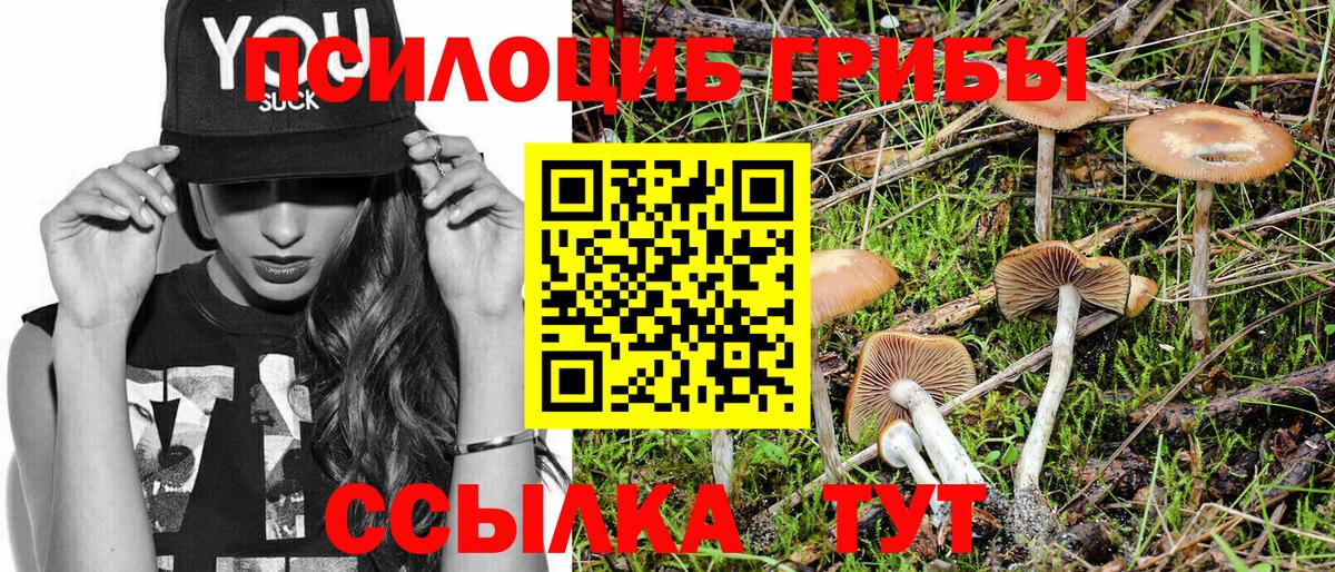 Псилоцибиновые грибы Psilocybine cubensis Сосновый Бор